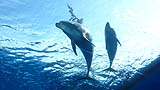 イルカの親子